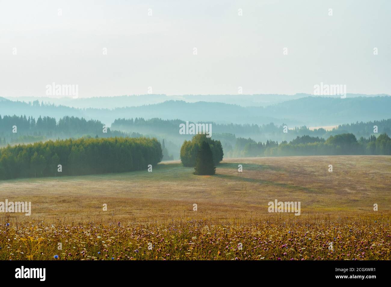 Separate tree hi-res stock photography and images - Alamy
