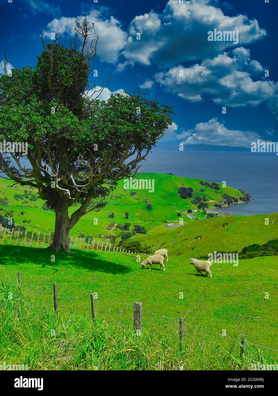 Sheeps in green mountain meadow, rural scene in New Zealand with a tree in frot of the pacific ocean Stock Photo