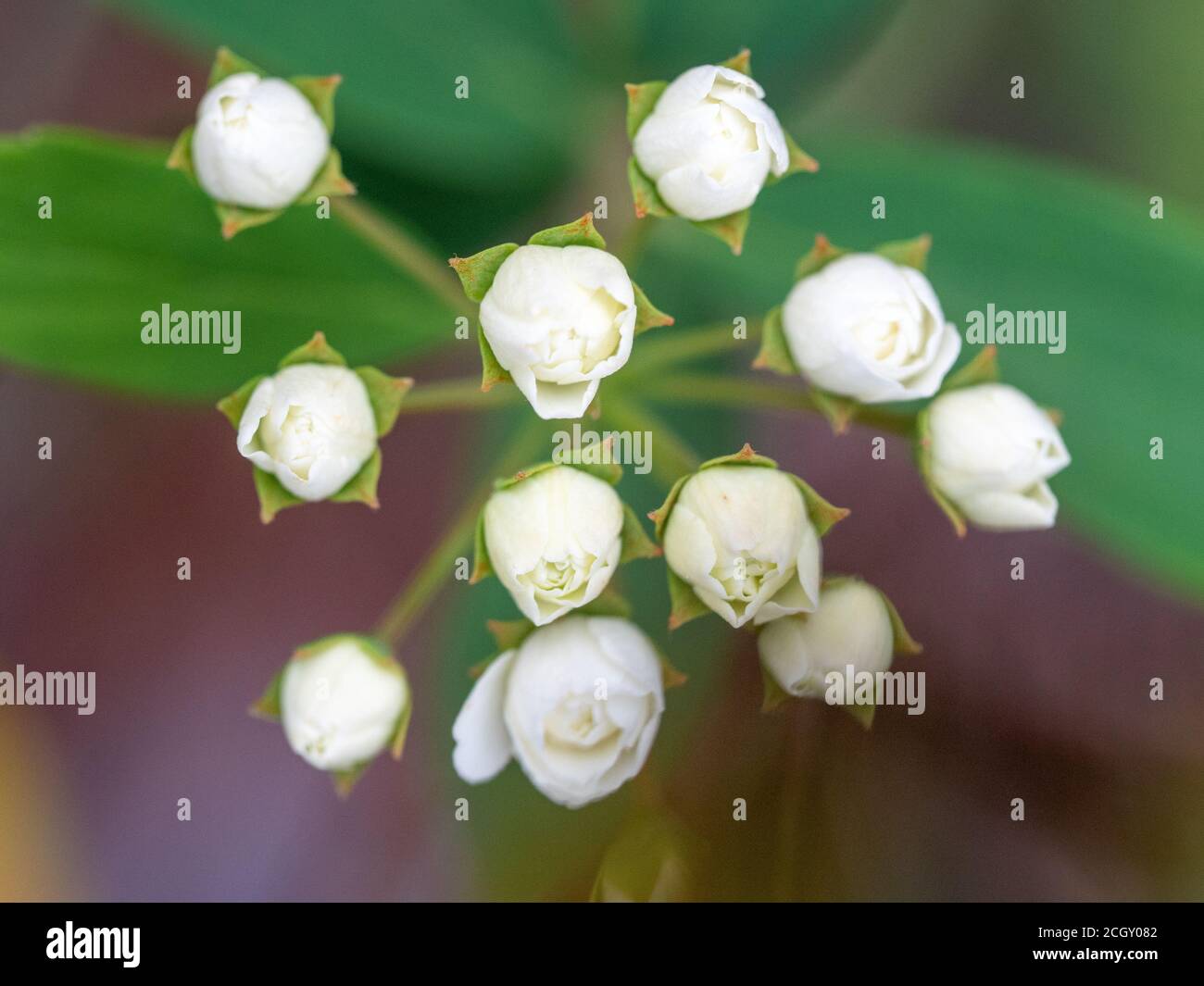 A cluster of tiny white flowers of the May bush, Spiraea, in the process of blooming Stock Photo