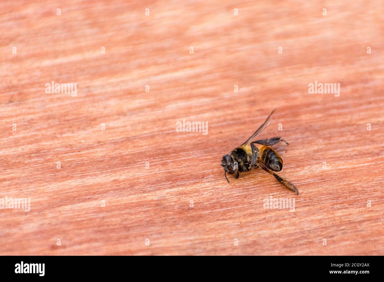 Indian honey bee dead body on a wooden tray Stock Photo