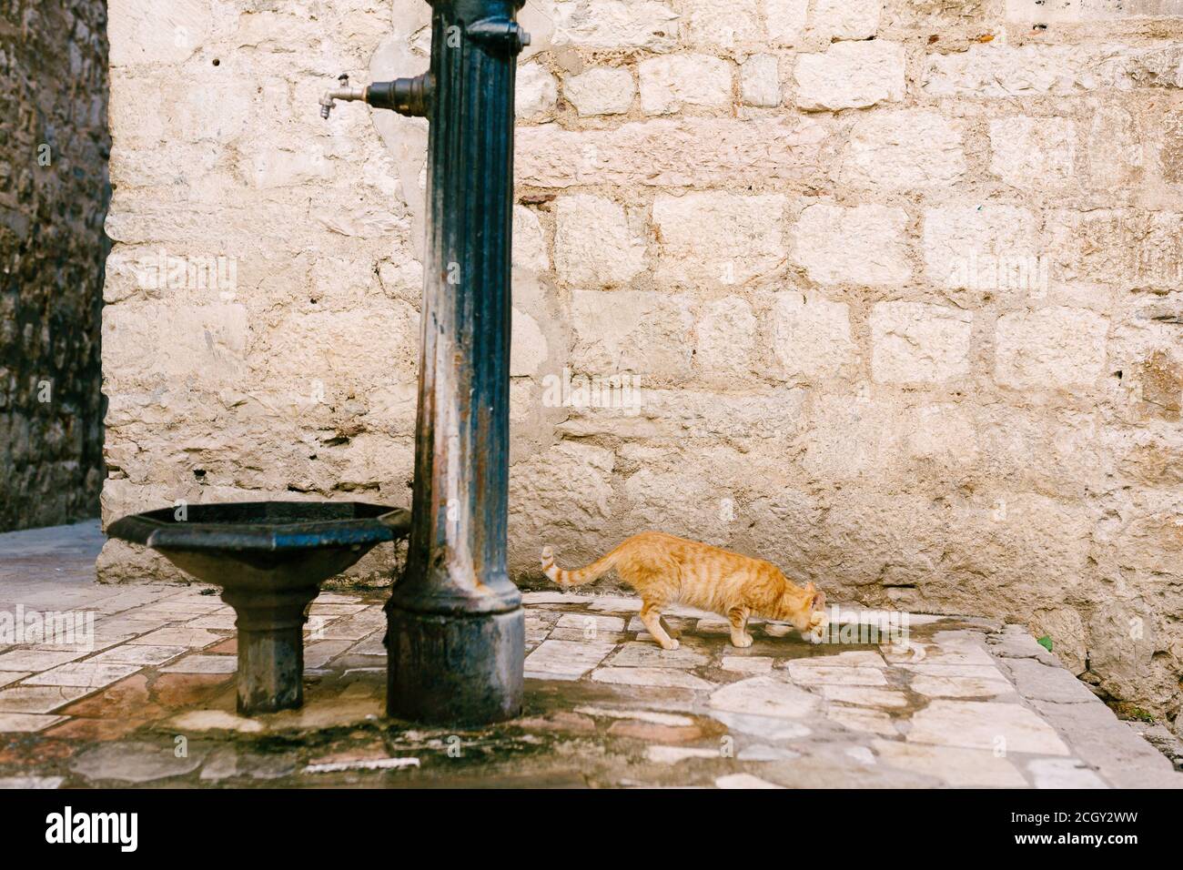 Cat with tap water outside hi-res stock photography and images - Alamy