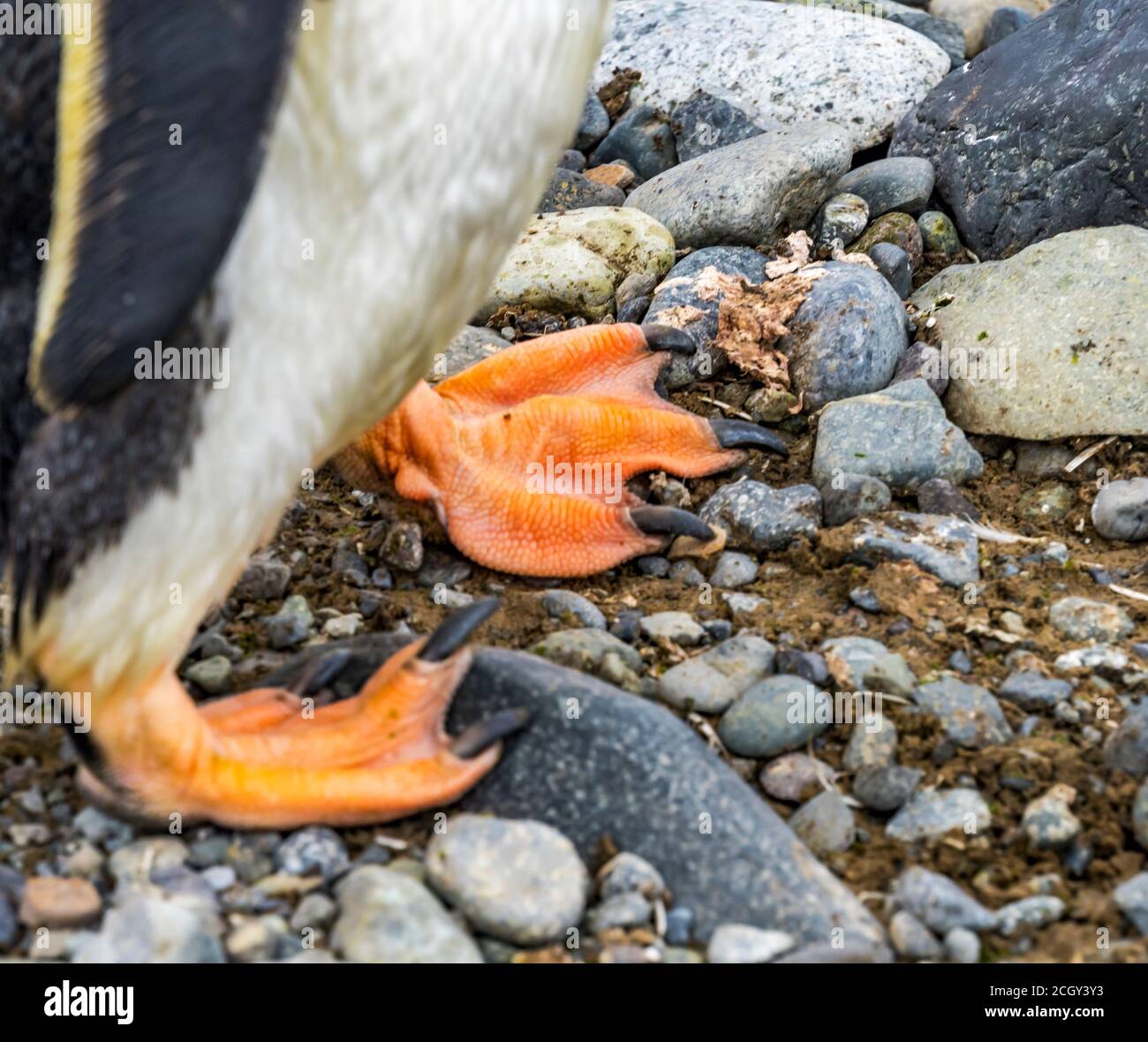 Gentoo Penguin Webbed Feet Claws Yankee Harbor Greenwich Island Antarctica Stock Photo