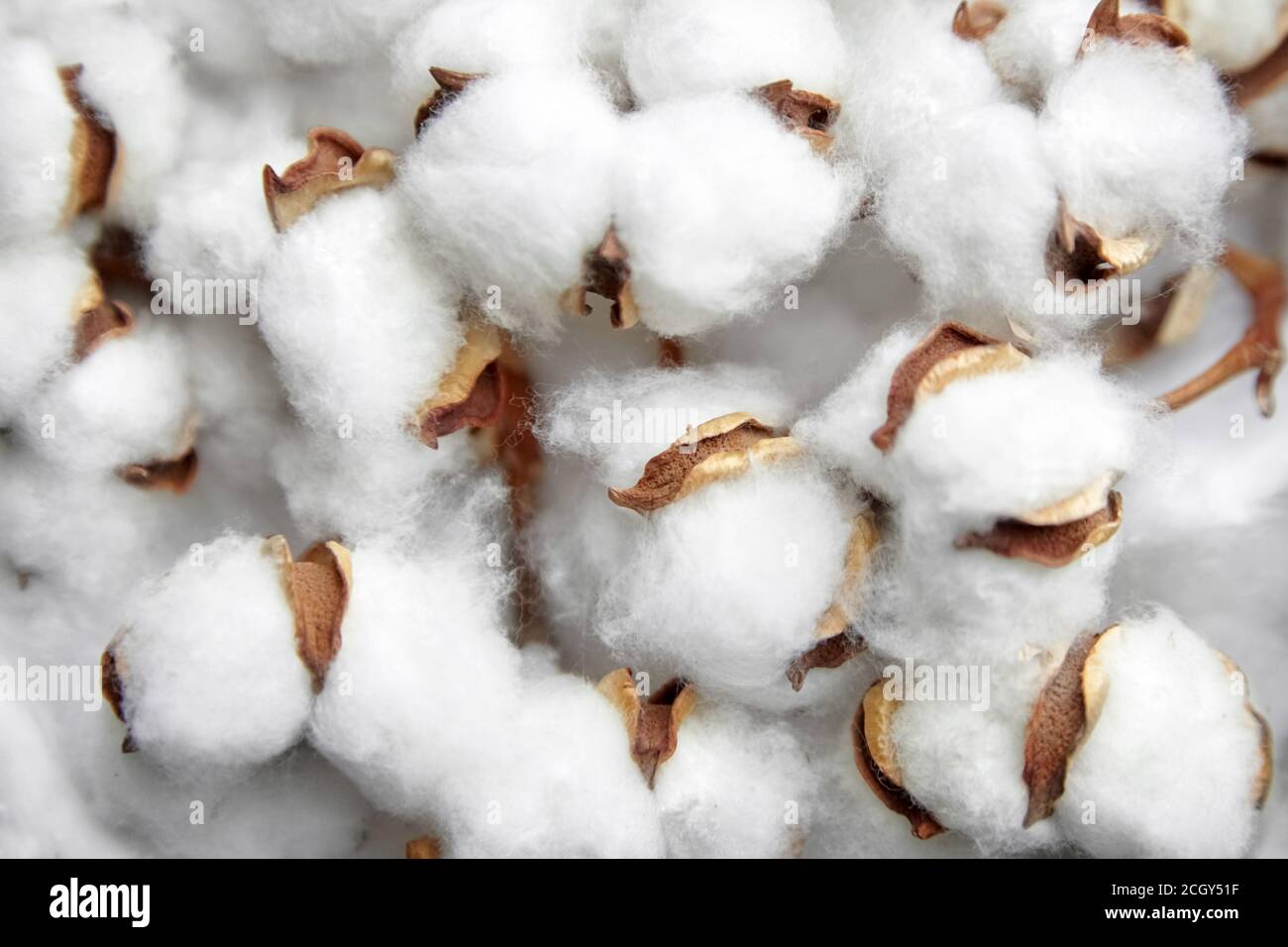 Cotton soft fiber texture background, white fluffy natural material Stock  Photo
