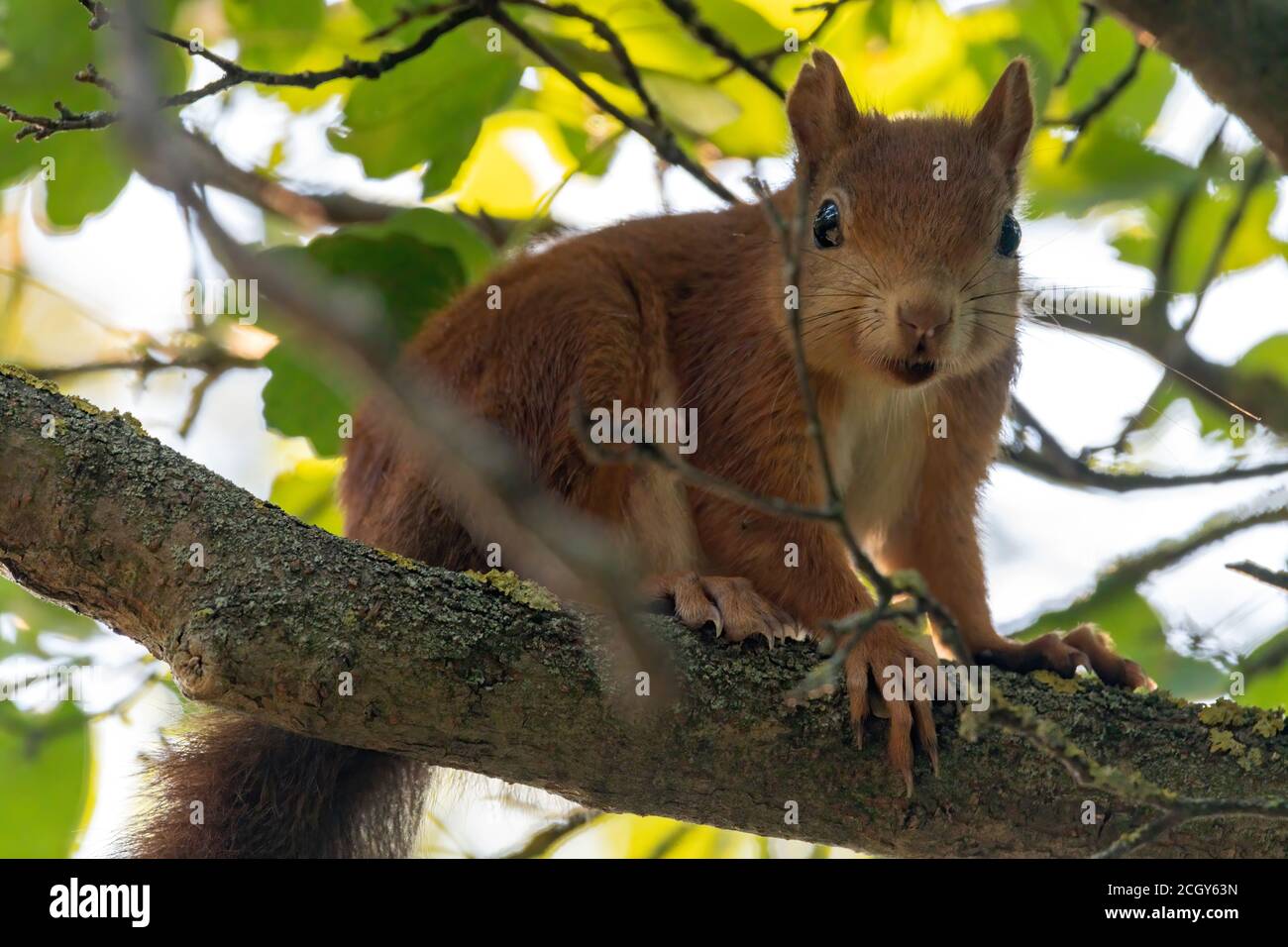 eichhörnchen, tier, baum, natur, säugetier, nager Stock Photo