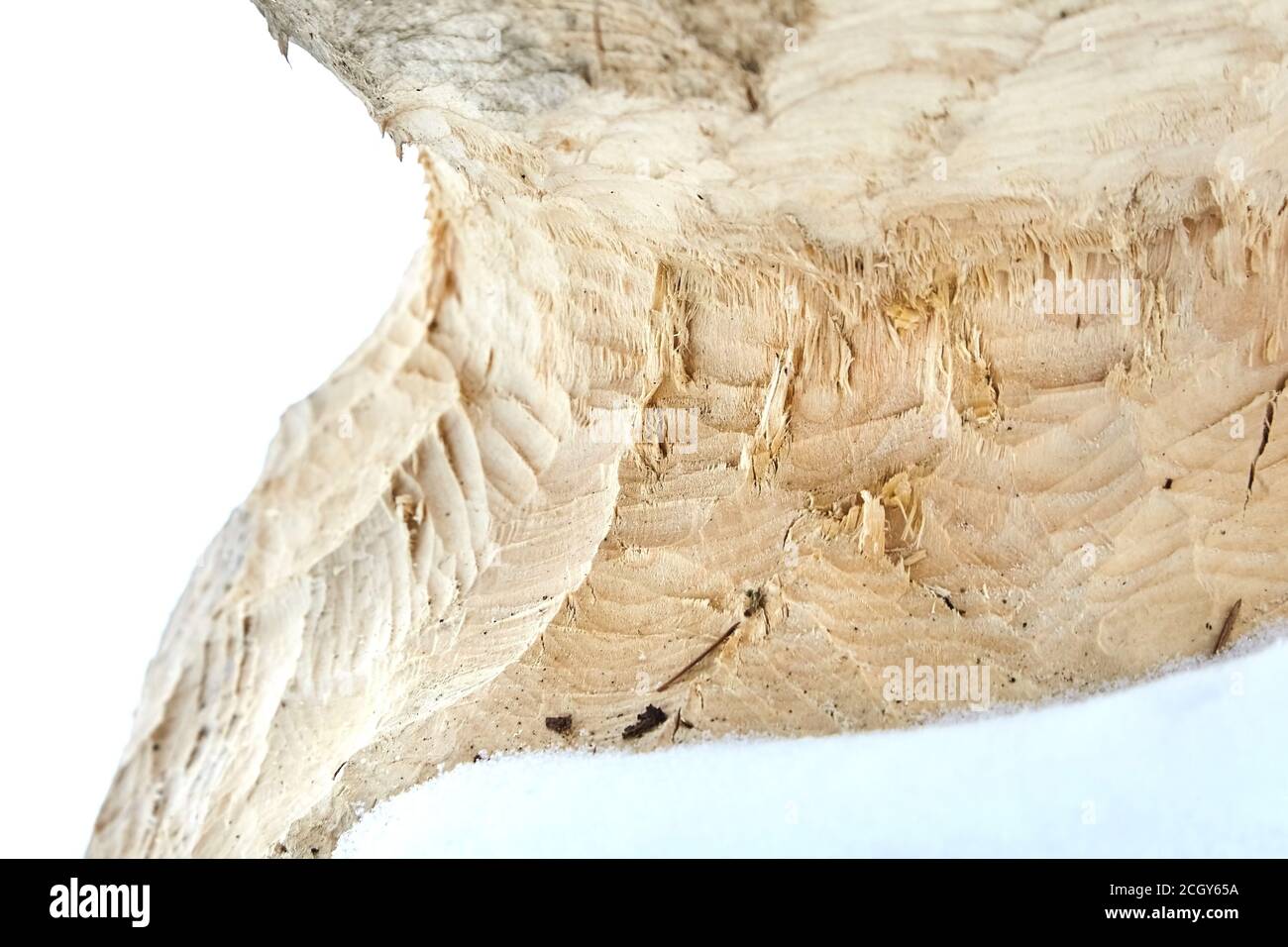 Beaver Bite Marks On Tree High Resolution Stock Photography and Images ...