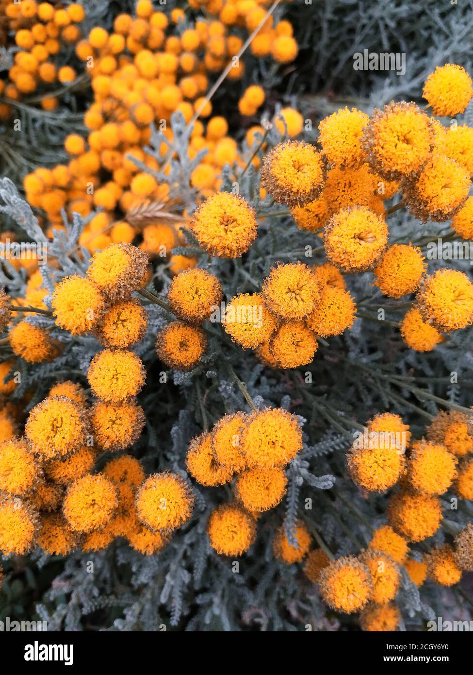 blurred background Tansy Tanacetum vulgare , Close-Up Of Tansy Flowers Blooming In Park Stock Photo