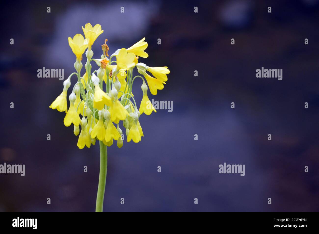 Pale Yellow Primula 'Florindae' (Tibetan cowslip) Flowers grown in a border at RHS Garden Harlow Carr, Harrogate, Yorkshire, England, UK. Stock Photo