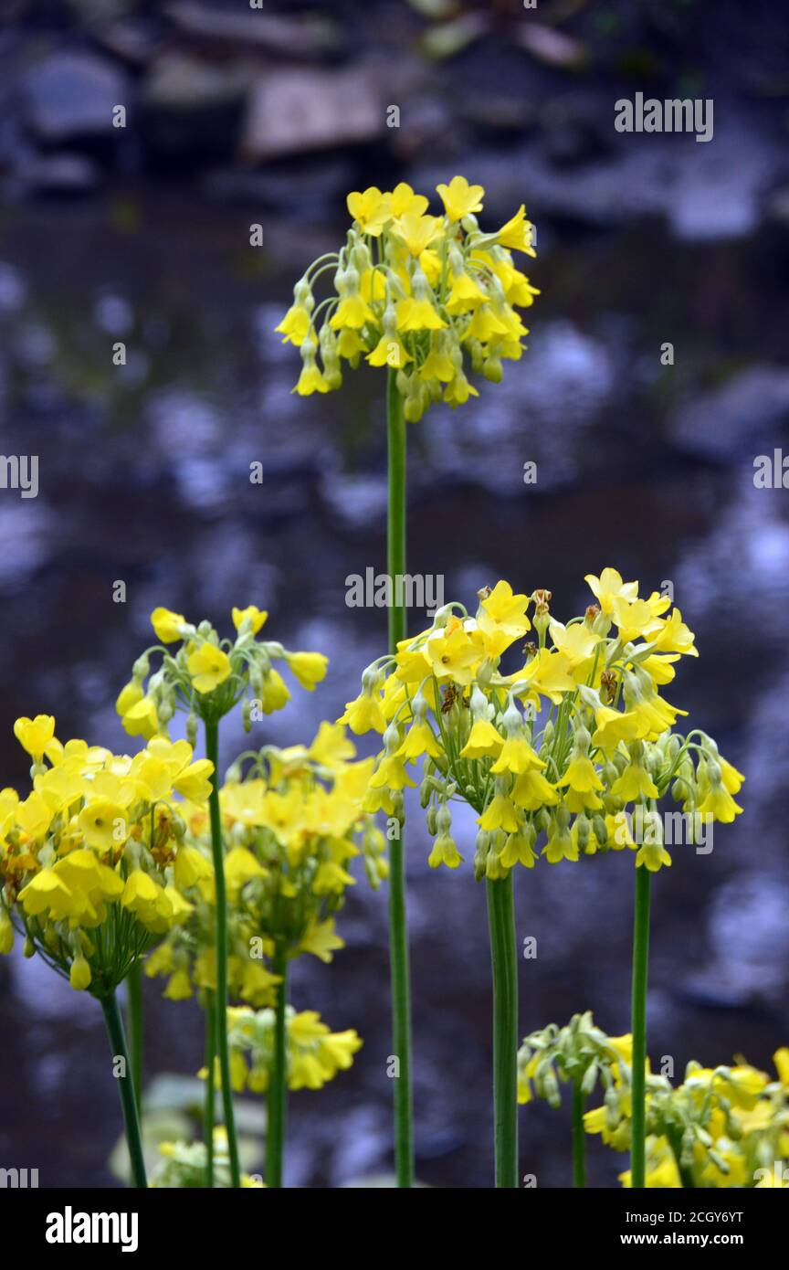 Pale Yellow Primula 'Florindae' (Tibetan cowslip) Flowers grown in a border at RHS Garden Harlow Carr, Harrogate, Yorkshire, England, UK. Stock Photo