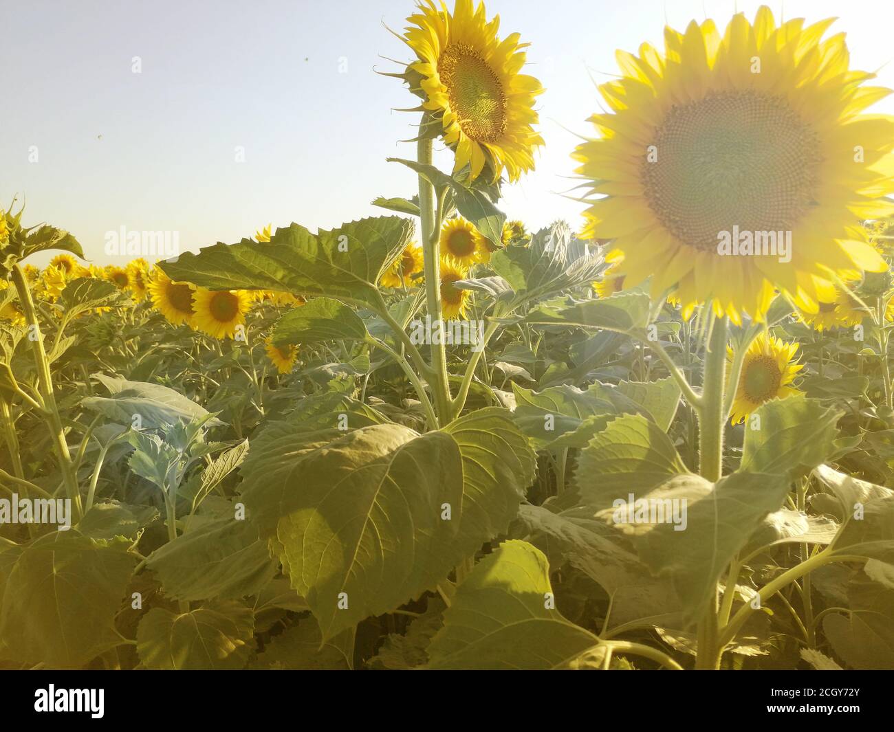 Field of yellow sunflowers hi-res stock photography and images - Alamy