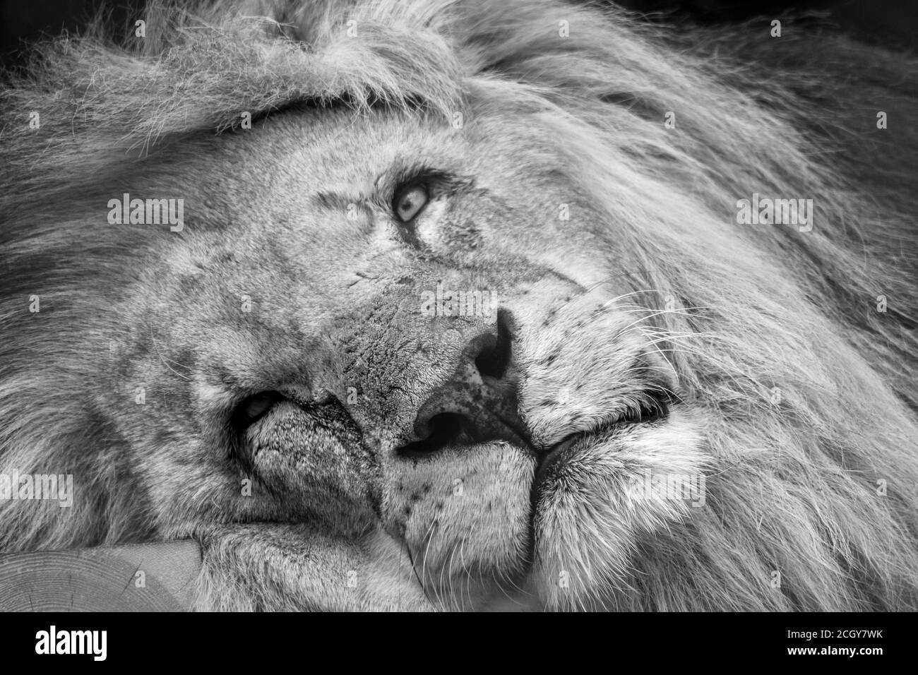 Lion black and white portrait Stock Photo