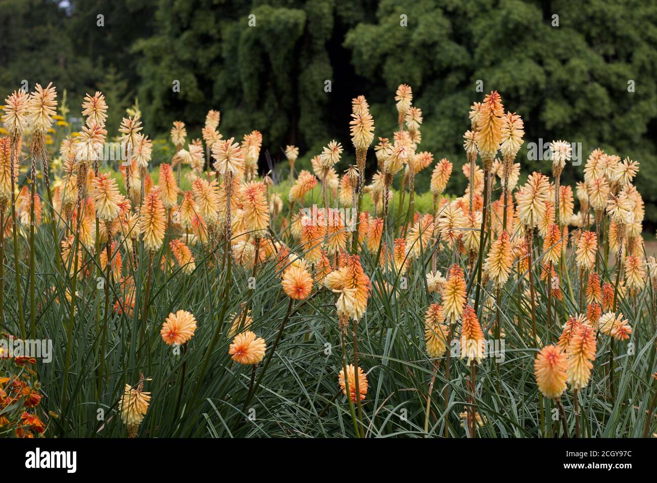 Flowerbed of pale orange red hot pokers or kniphofia in garden Stock Photo