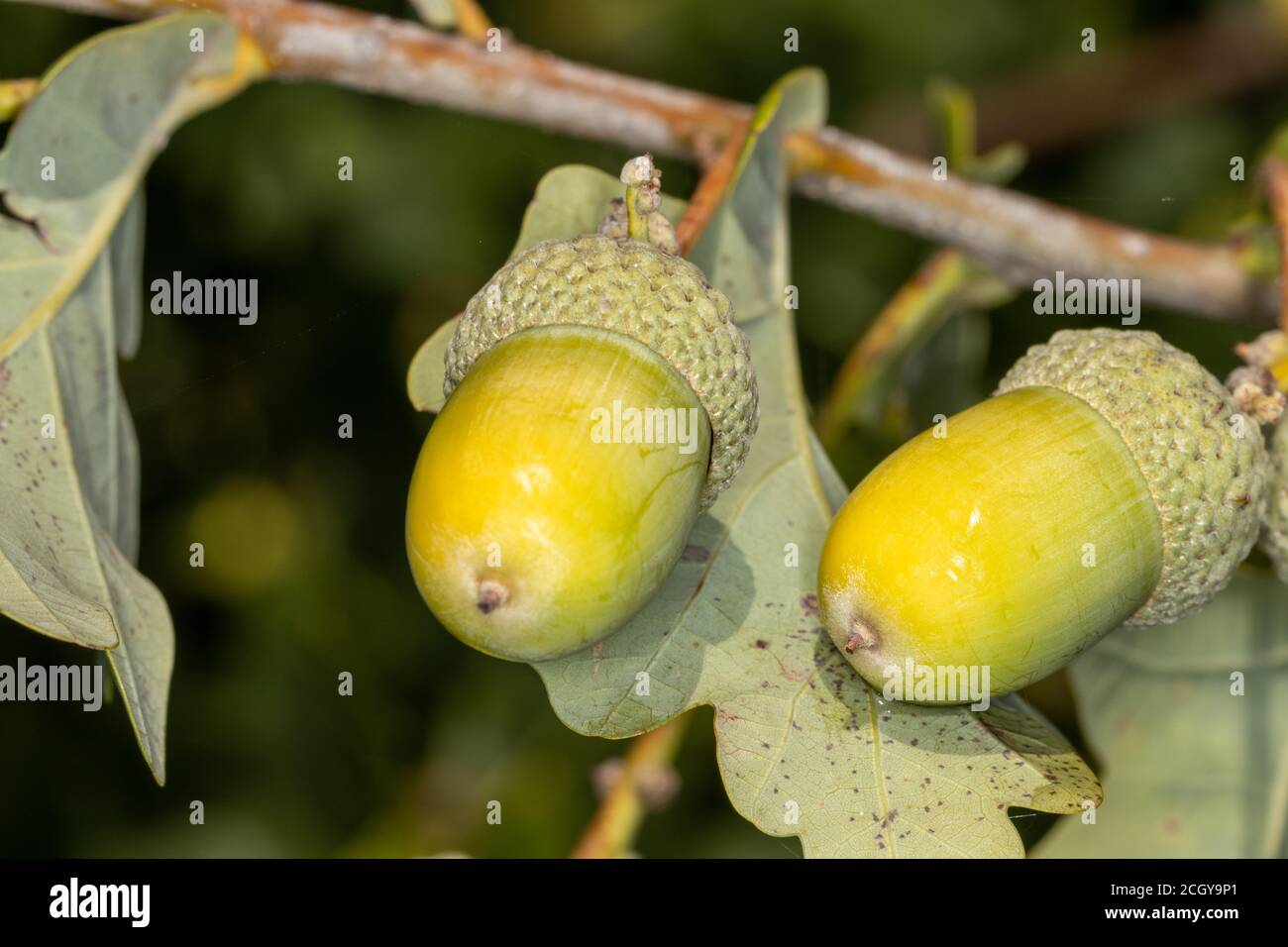 Close up of large ripe green acorns growing on oak tree Stock Photo