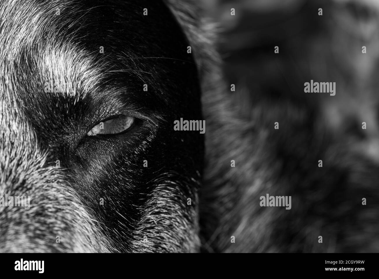 Close up of wolf like Australian Cattle Dog face in monochrome Stock Photo