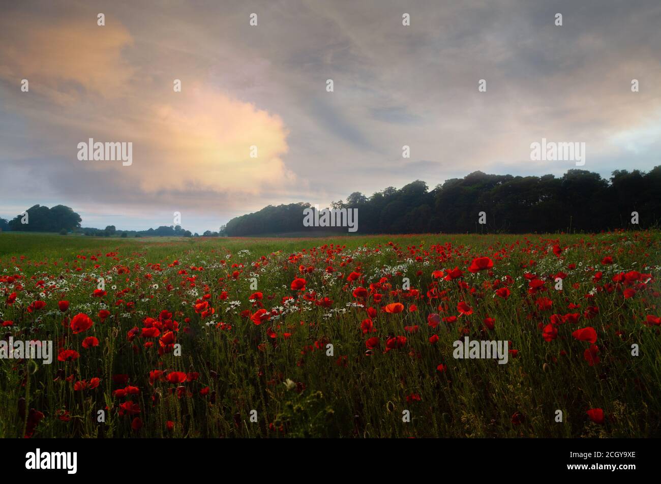 Poppy field, the symbol to remember the fallen heroes of war Stock Photo