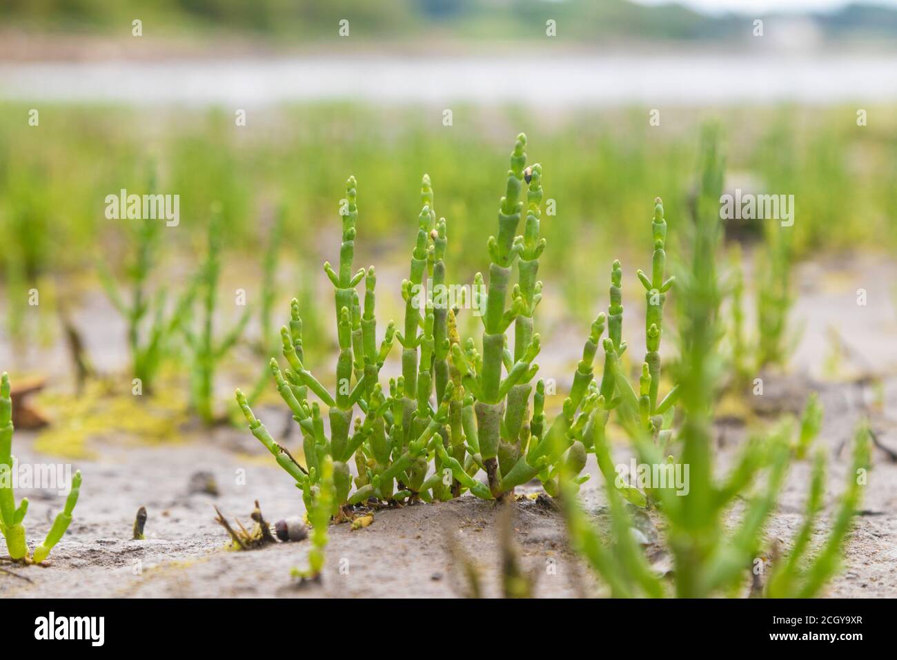 Marsh Samphire growing along the coast of Fife, East Scotland. Stock Photo