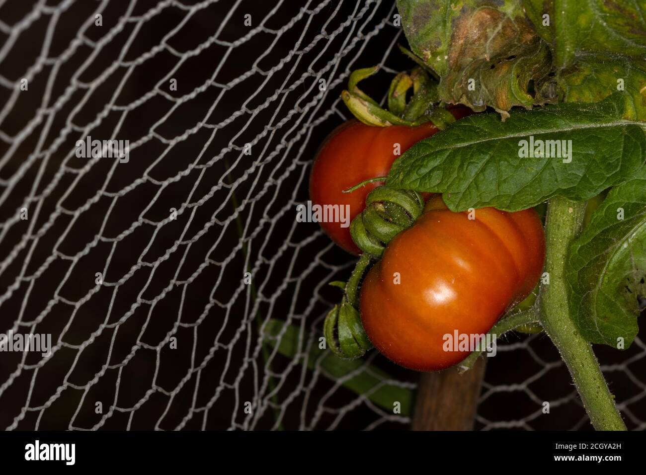 Large red tomatoes on the vine in home garden setting with steel mesh background Stock Photo