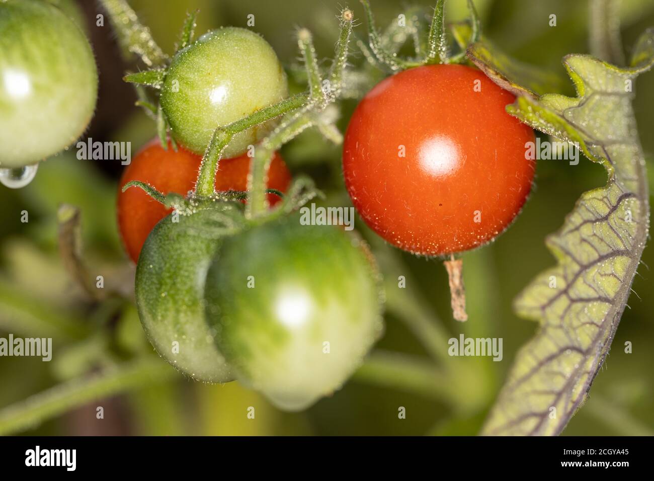 Green and red tomatoes on the vine in home garden Stock Photo