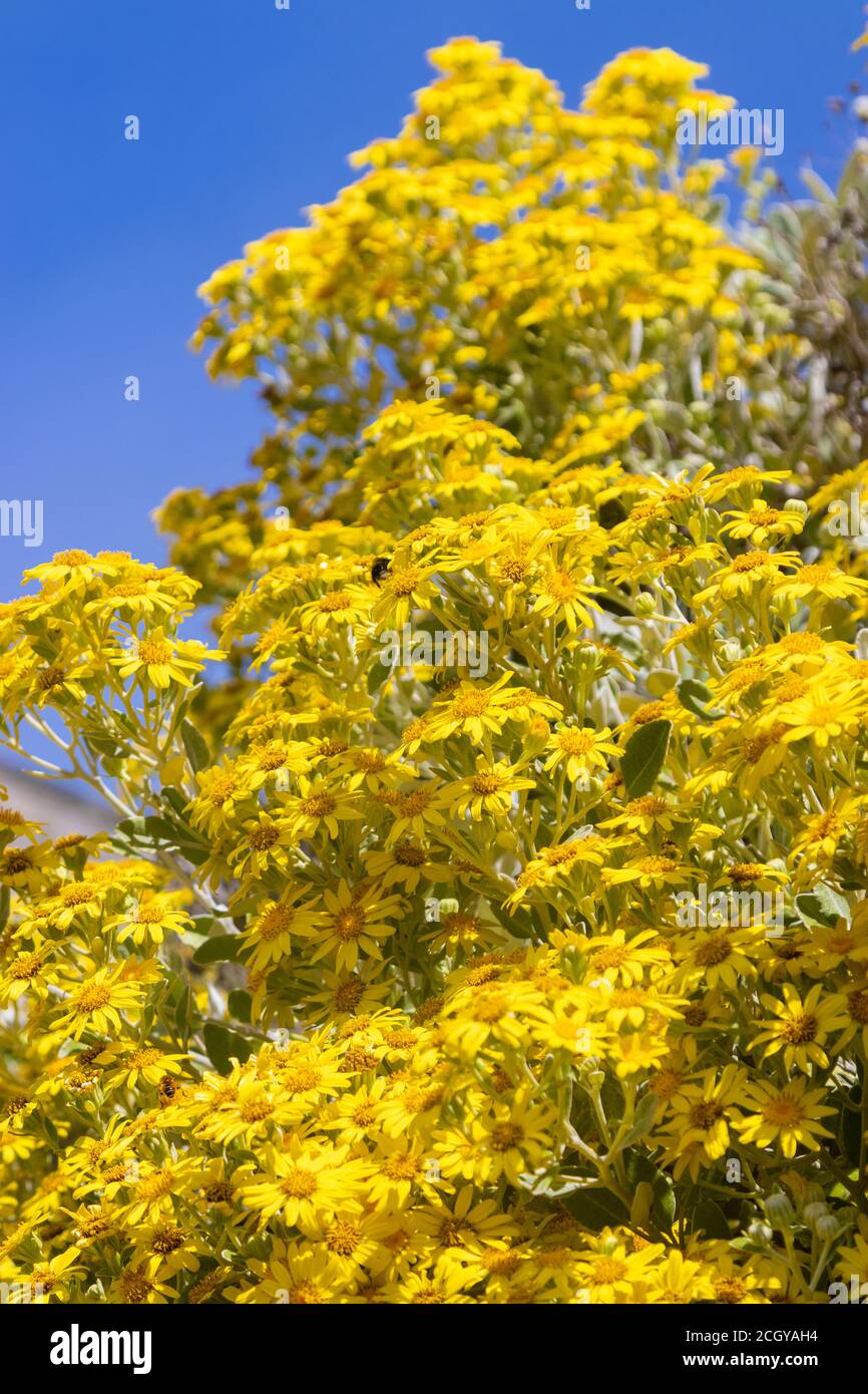 Brachyglottis greyi, also called Senecio greyi, with the common name daisy bush has bright yellow flowers. Stock Photo