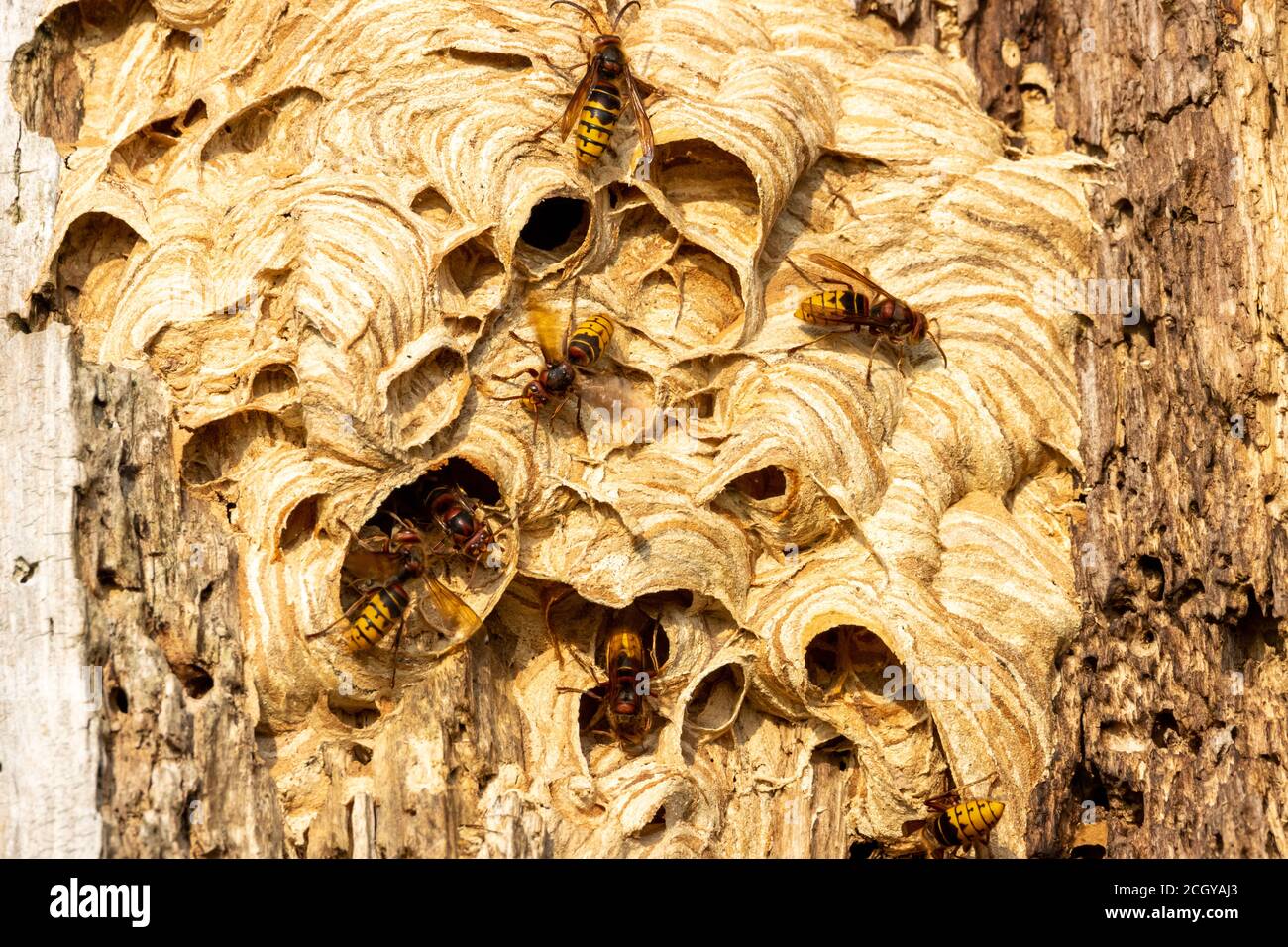 European or giant nest in hollow tree with multiple large