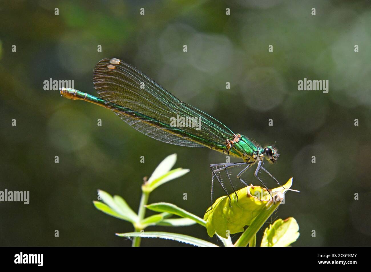 Damselfly detail hi-res stock photography and images - Alamy