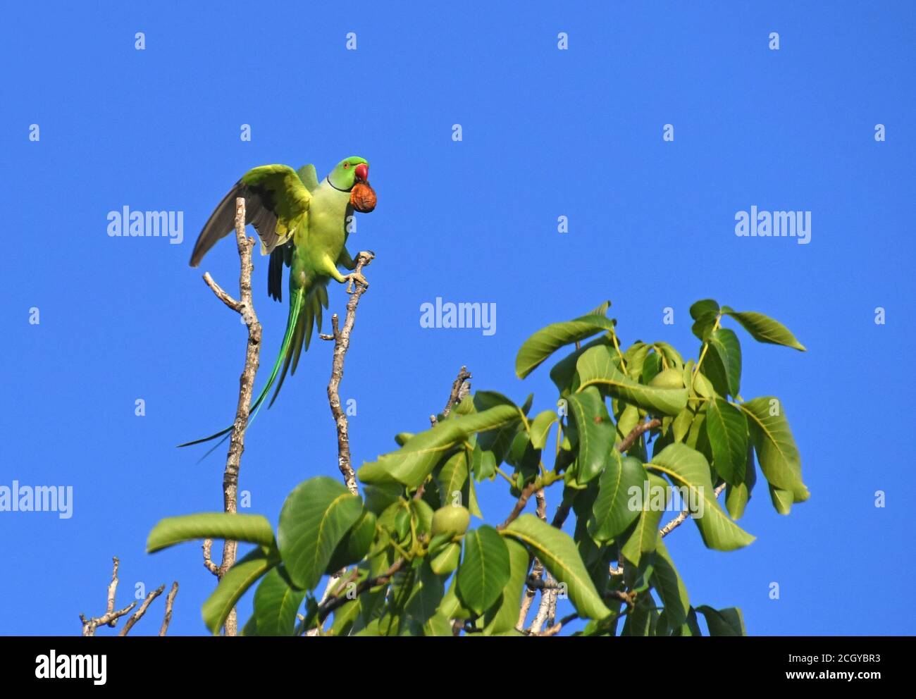 rose-ringed parakeet (Psittacula krameri) on tree top Stock Photo