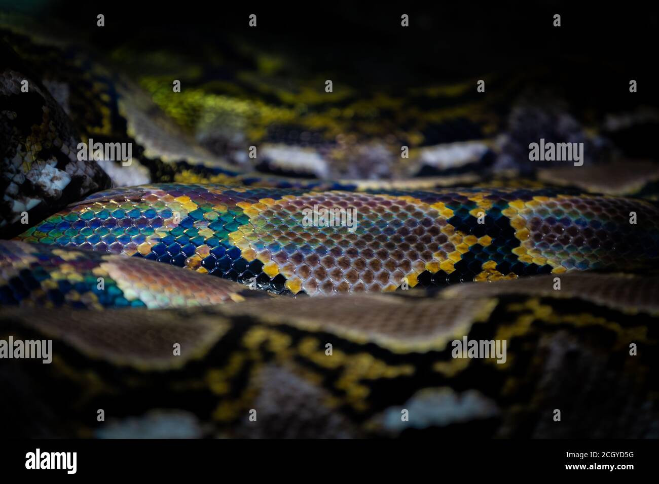 Very colorful and fluororescent python skin Stock Photo - Alamy