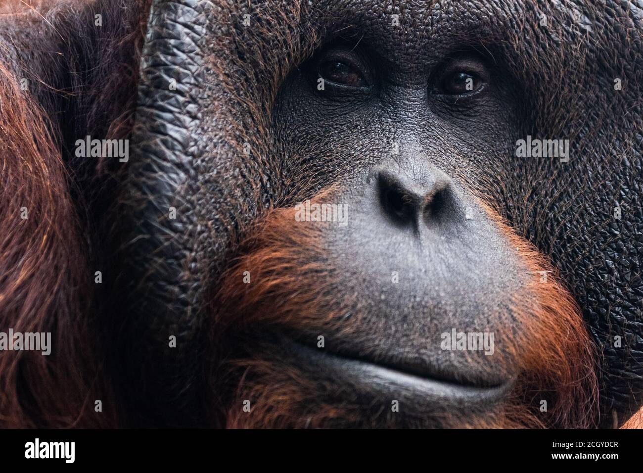 Orange Utang High Resolution Stock Photography And Images Alamy<script async src=