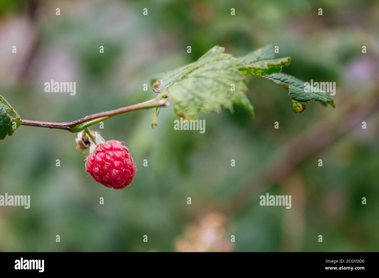 Stock photo of a close up of a isolated wild berry on a tree. Selective focus Stock Photo