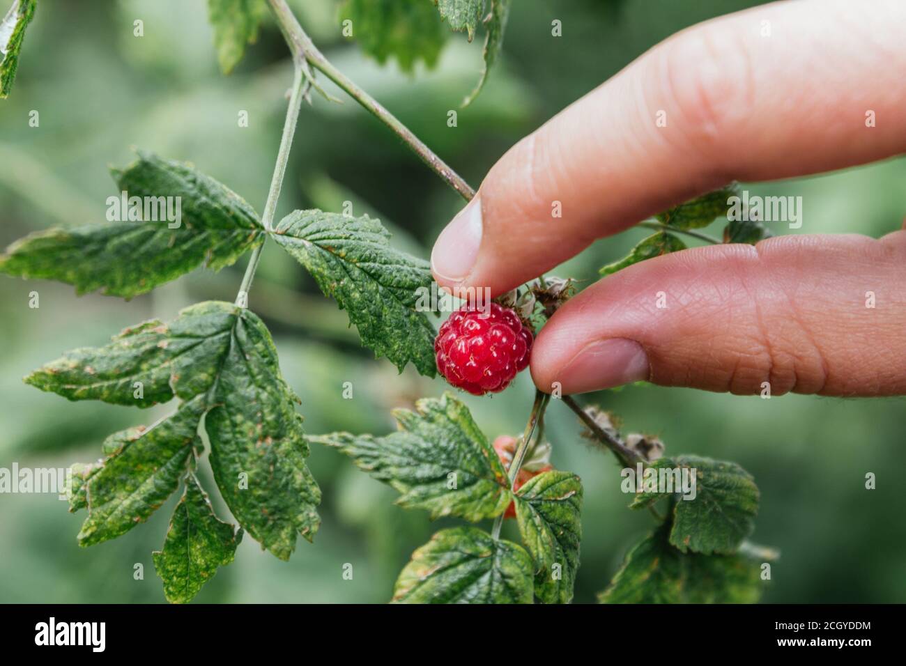 https://c8.alamy.com/comp/2CGYDDM/stock-photo-of-a-fingers-picking-a-wild-raspberry-2CGYDDM.jpg
