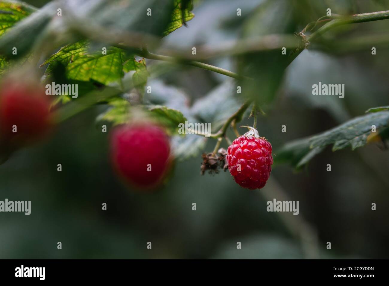 Wild raspberry hi-res stock photography and images - Alamy