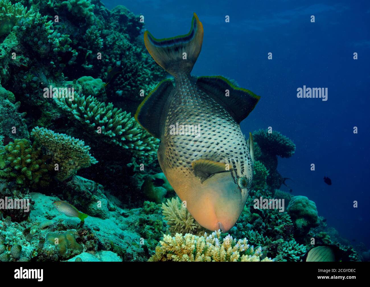 Yellowmargin triggerfish, Pseudobalistes flavimarginatus, feeding on coral reef, Bathala island, Maldives Stock Photo