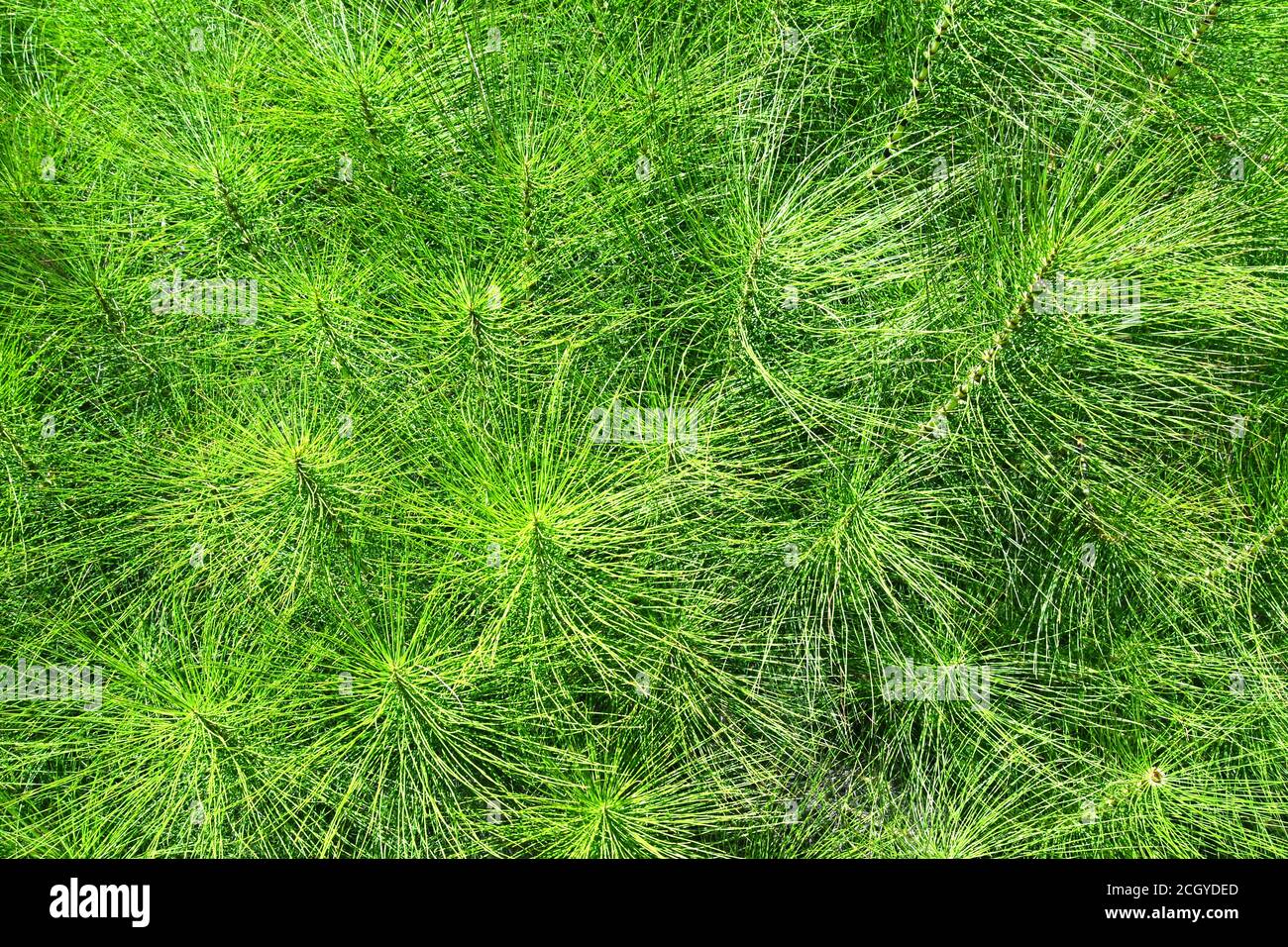 Pine needles up close Stock Photo