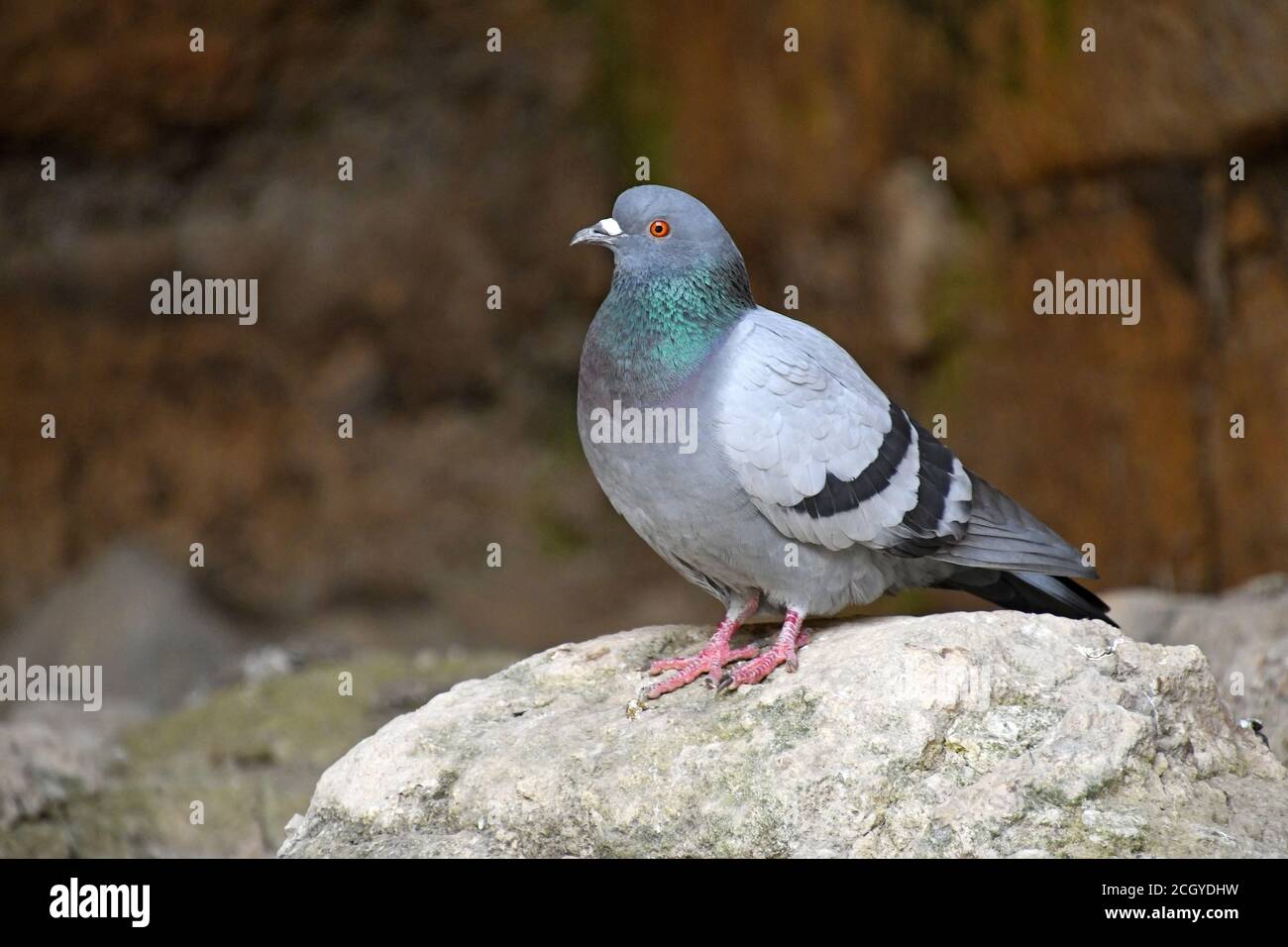 Rock pigeon, Rock dove, common pigeon, Columba livia Stock Photo