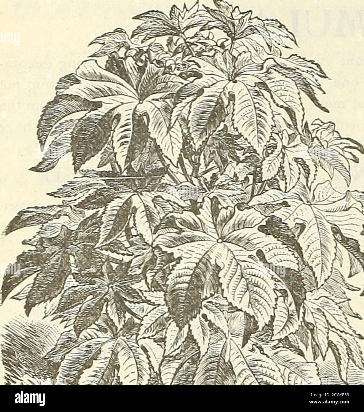 . Dreer's garden 1902 calendar . &gt;-S=^^ R.HODANXHE (Swan Klver Everlasting). ^^^ PER PKT, vn^^^jSa 3860 A charming annual; succeeds in a light, rich soil and a warm, ^l^^^S^t^5 sheltered situation; valuable for pot culture ; flowers everlasting; mixed colors ; 1 foot 5 RICINUS (Castor Oil Bean). ^^^^^^■^SKI^Wa^WSiLS^gi^A^^v^ Ornamental plants of stately growth and picturesque foliage, with bril- i V;^igy&gt;^^^^g^ liant-colored fruit, producing a sub-tropical effect; fine for lawns, massing or St^S^M* centre plants for beds. ^ per per C&lt;^^?^Jpr The foliage assumes different shades as th Stock Photo