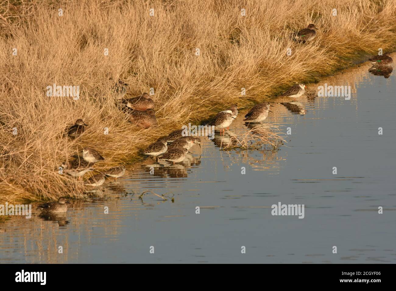 Water birds on water edge Stock Photo