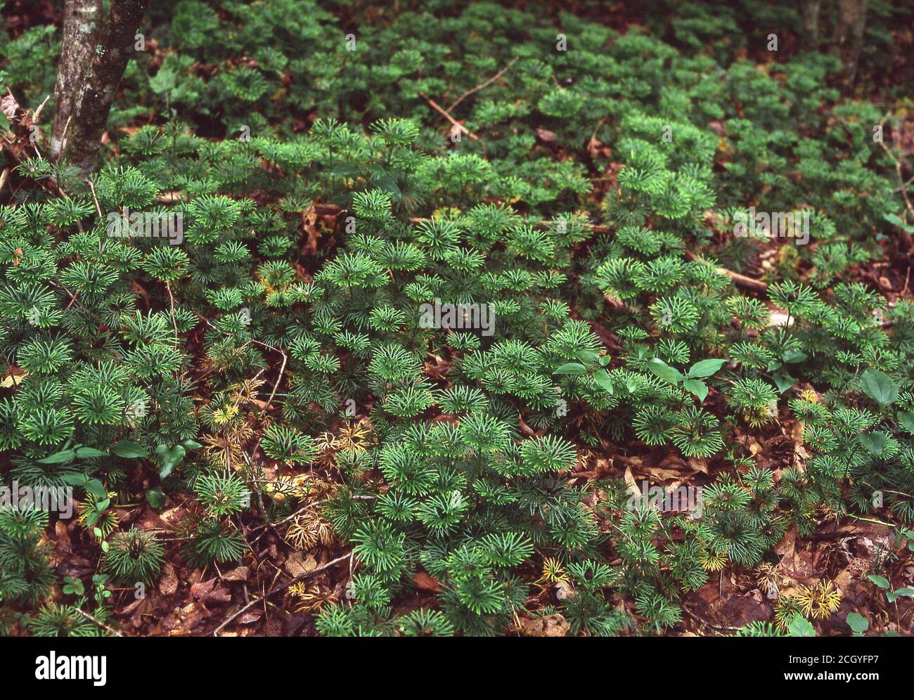 diphasiastrum digitatum southern ground cedar on forest floor Stock Photo