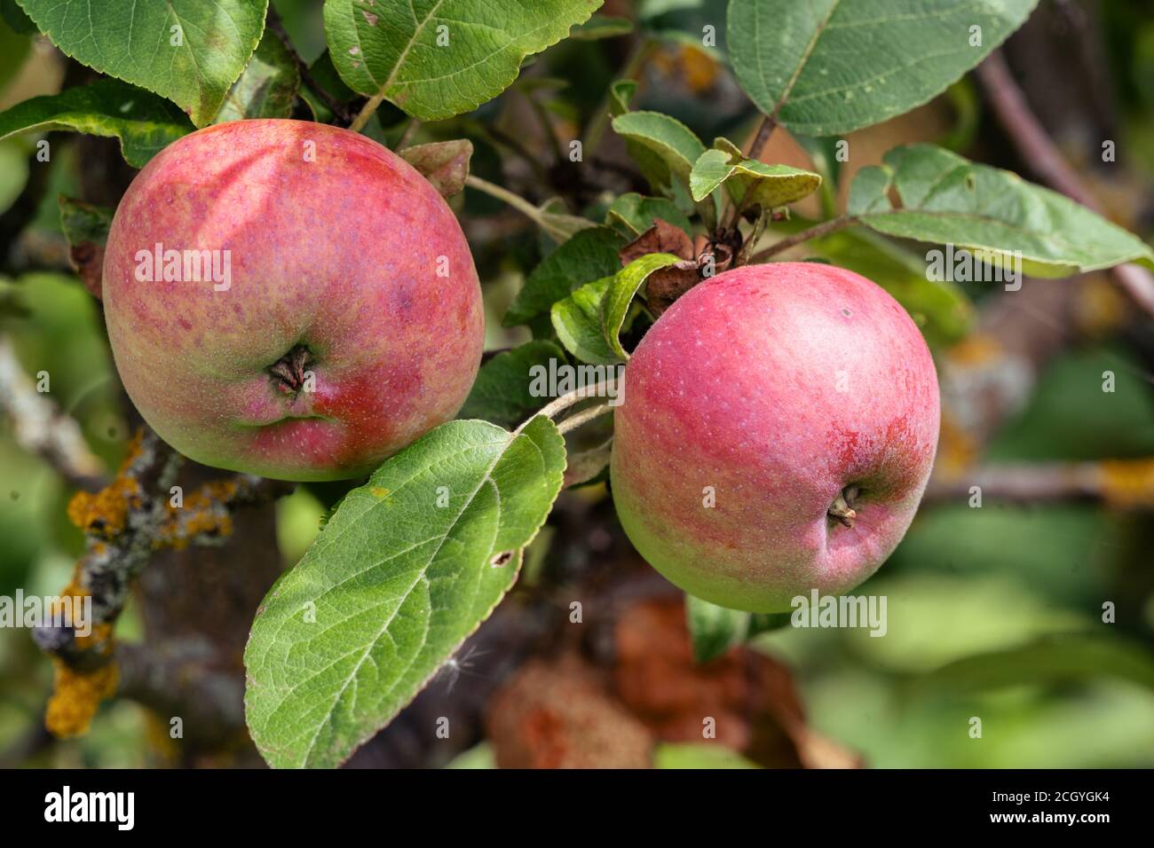Close up Ripe apple Fruit Growing On The Tree, soft focus Stock Photo ...