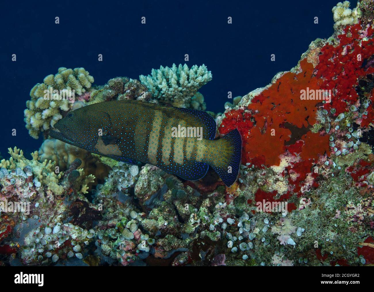Blue-Spotted Grouper, Cephalopholis Argus, in coral reef in Bathala, Maldives Stock Photo