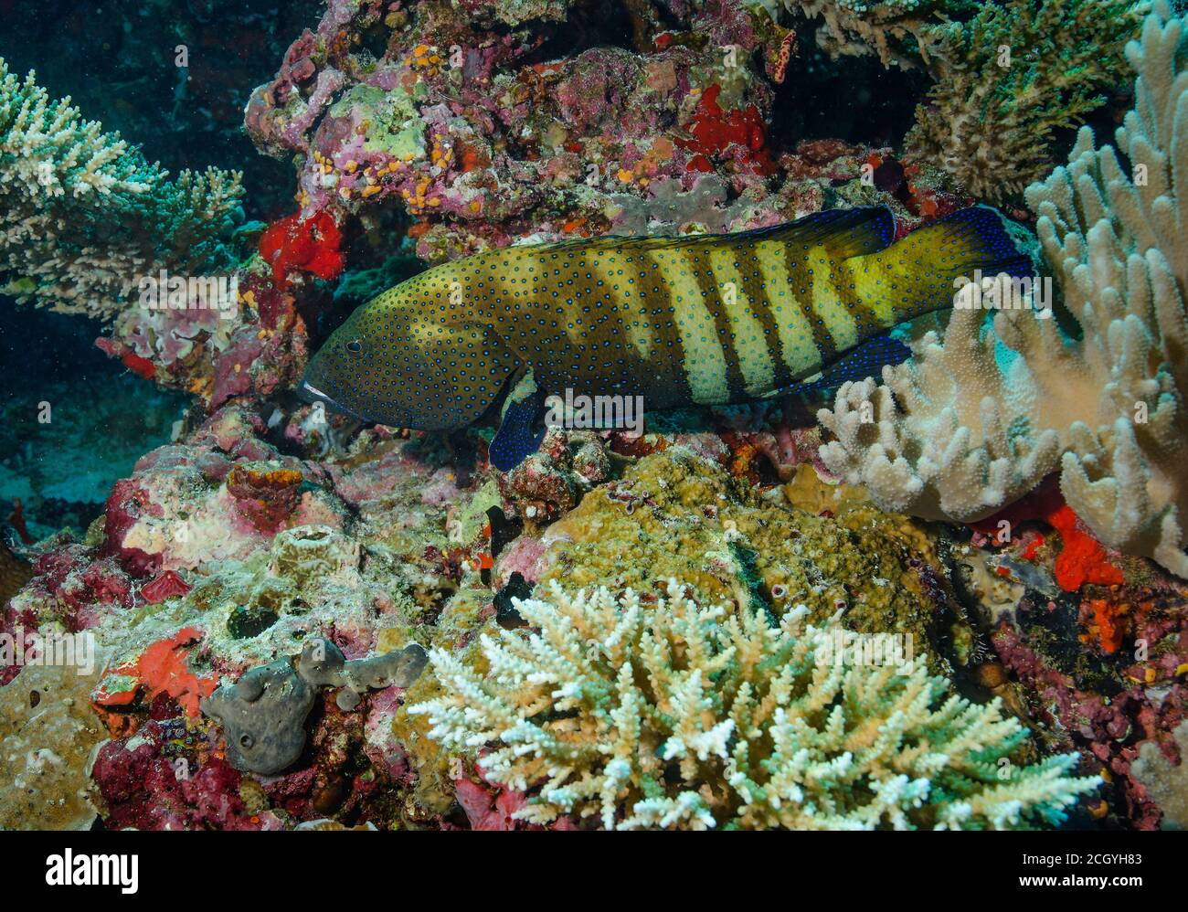 Blue-Spotted Grouper, Cephalopholis Argus, in coral reef in Bathala, Maldives Stock Photo