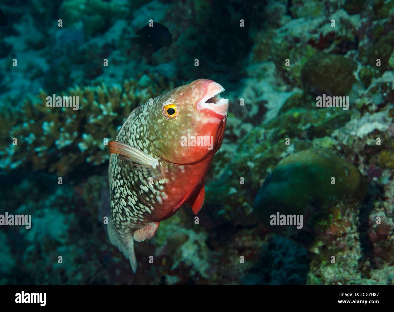 Ember parrotfish, Scarus rubroviolaceus, on coral reef, Ari Atoll, Maldives Stock Photo