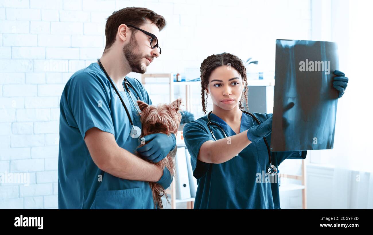 Animal radiography. Professional vet doctor and nurse with cute dog ...
