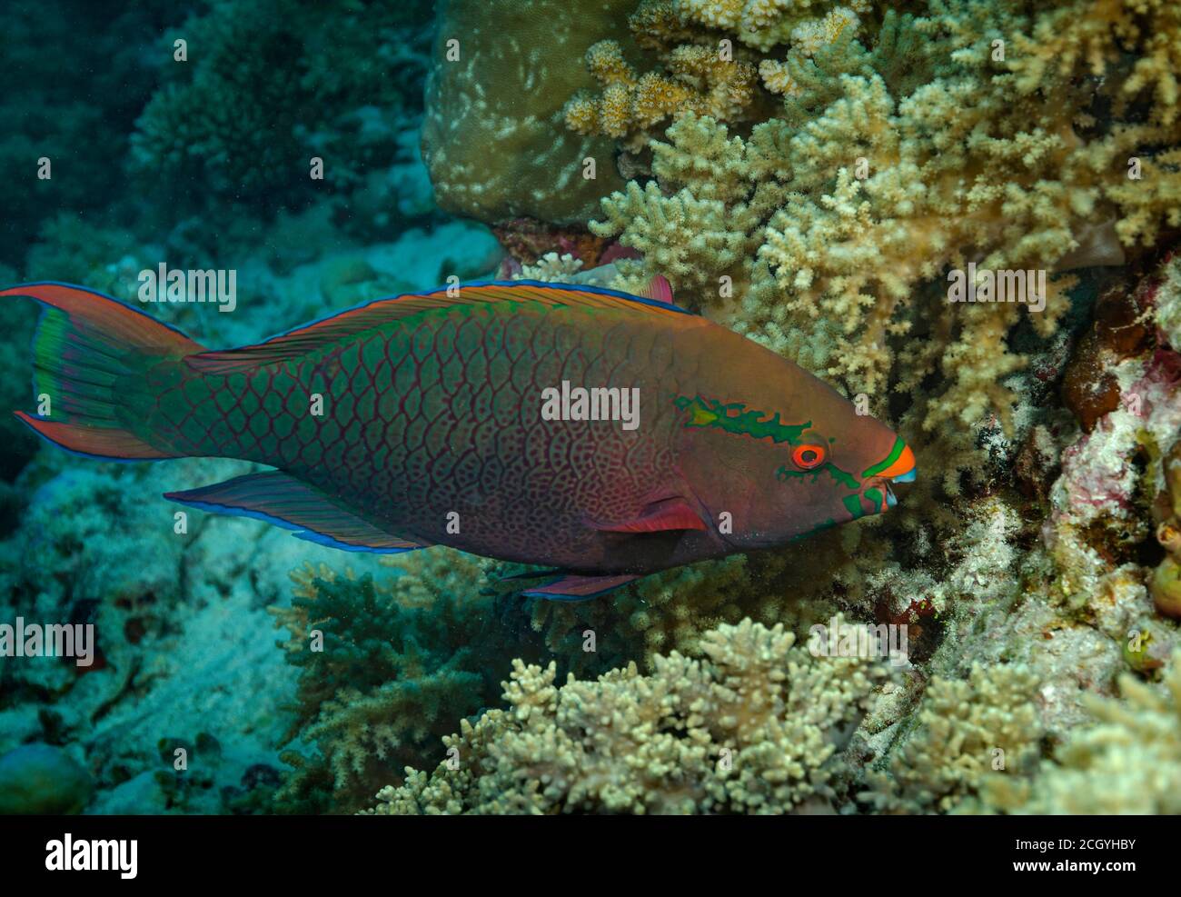 Swarthy Parrotfish, Scarus niger, on coral reef, Ari Atoll, Maldives Stock Photo