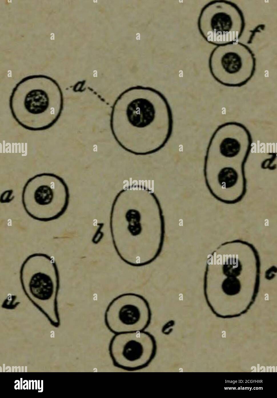 . Cell intelligence; the cause of growth, heredity and instinctive ...