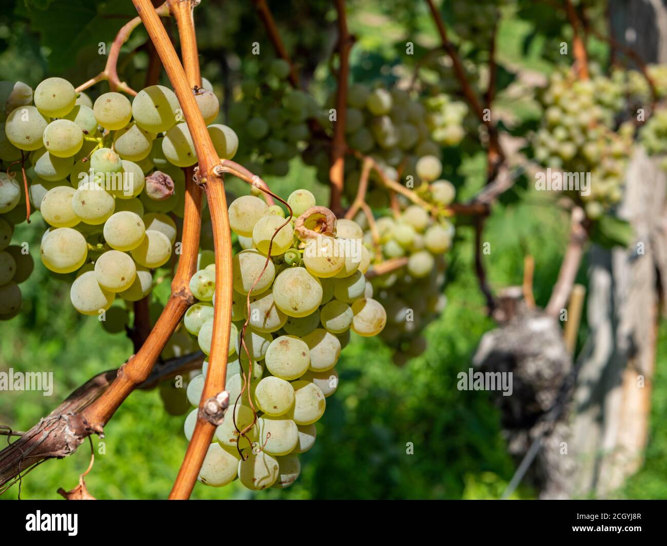 Yellow wine in the wine region Stock Photo