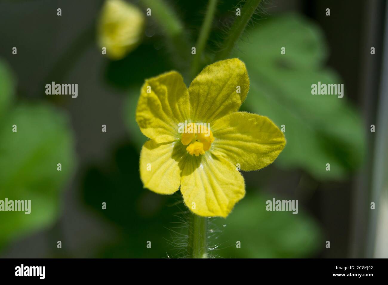 The yellow flower of the watermelon fully open. Horizontal photo Stock