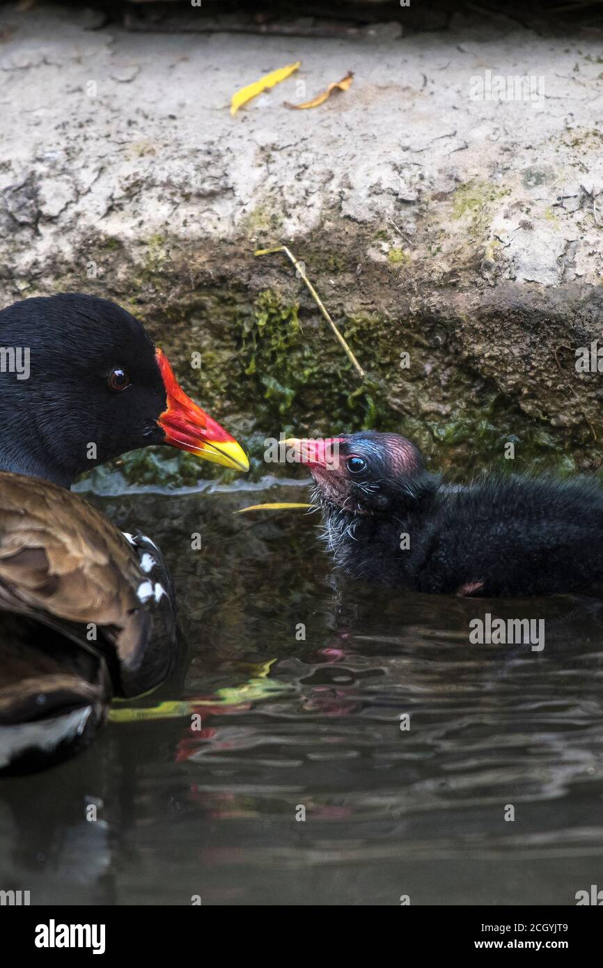 A Moorhen Gallinula chloropus caring for a chick on Trenance Boating Lake in Trenance Gardens in Newquay in Cornwall. Stock Photo