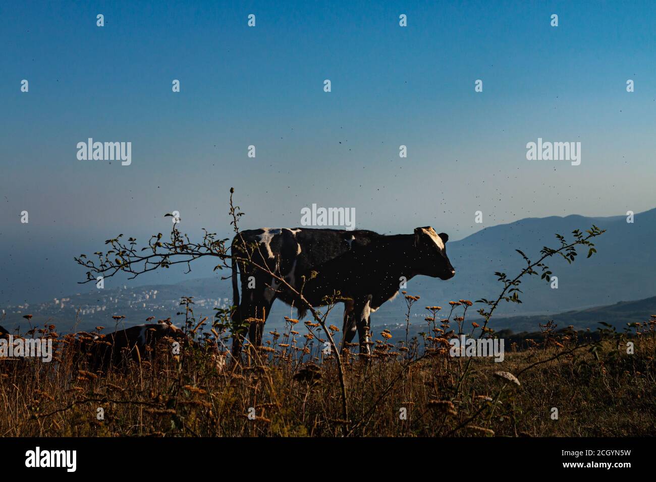Black and white cow grazing in a meadow in the mountains Stock Photo ...