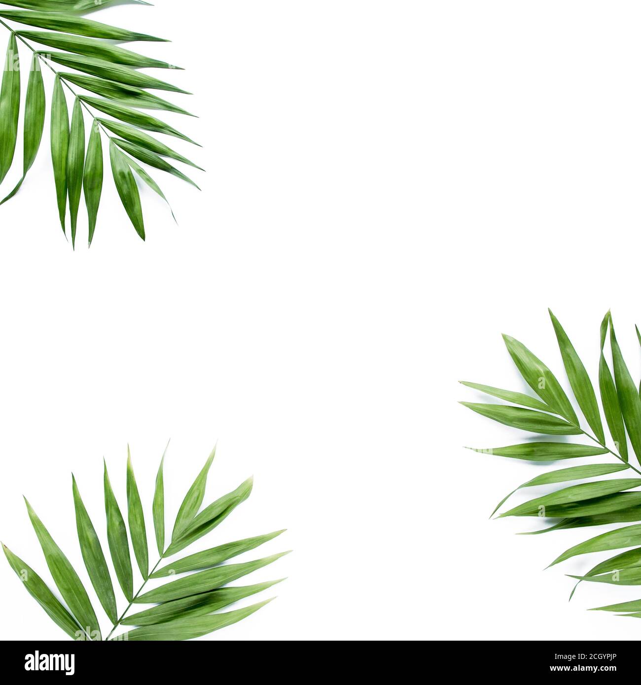green palm leaf branches on white background. flat lay, top view Stock ...