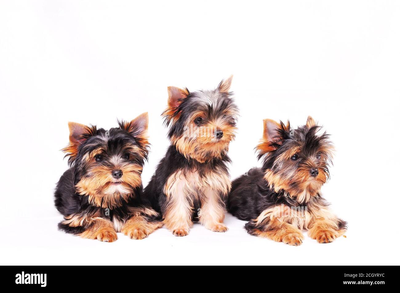 are yorkshire terrier puppies lazy