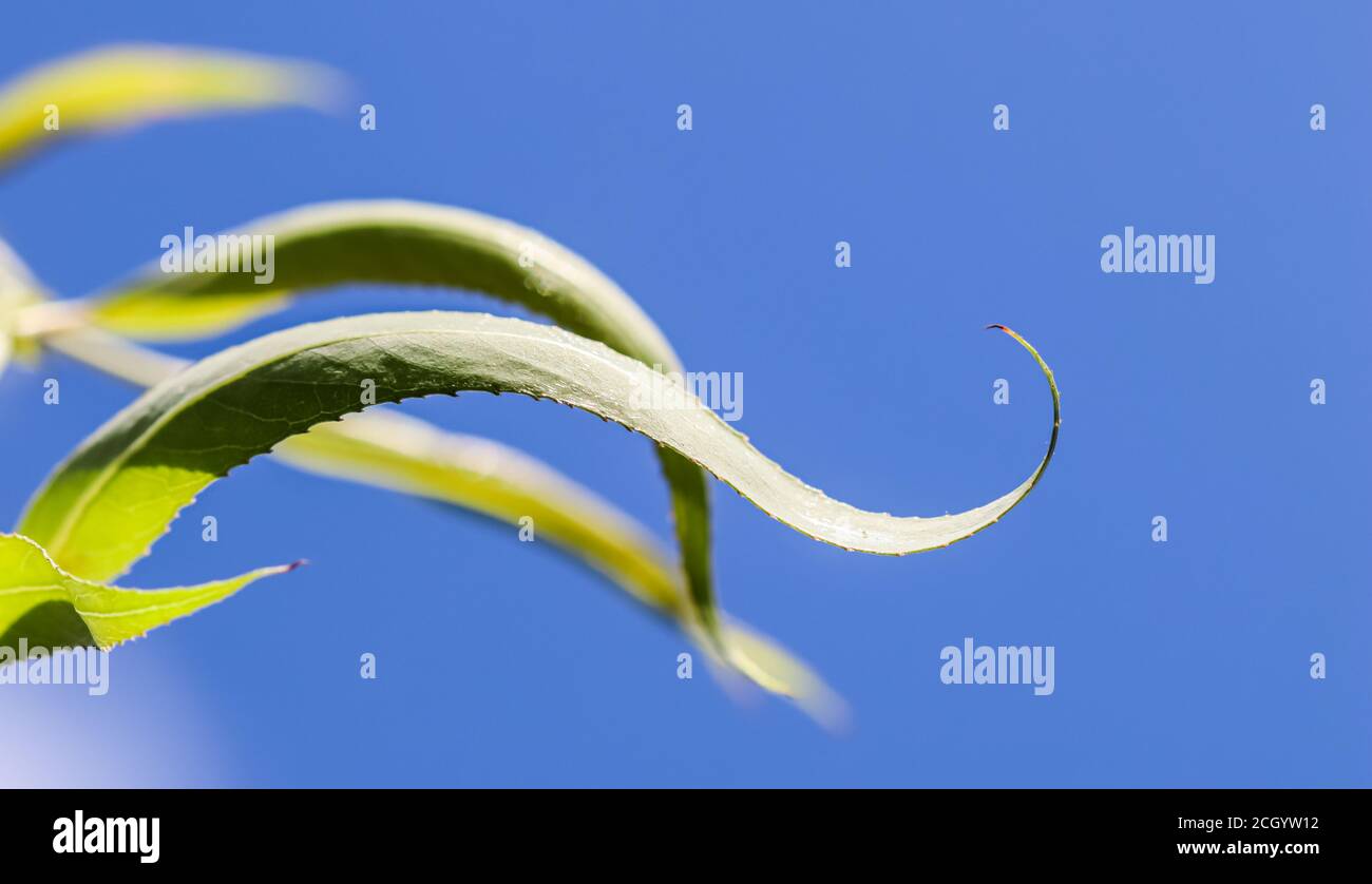 Corkscrew green willow leaves against blue sky in sunny day. Salix Matsudana. Natural background Stock Photo